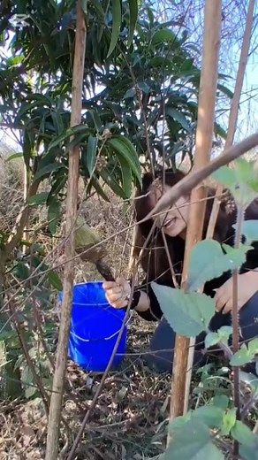 Applying Bordeaux Mixture on Mango Trees