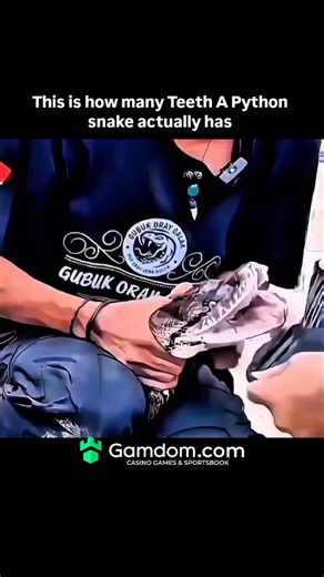UniverseX on Instagram: "Pythons don’t just have sharp teeth — they have hundreds of them A python can have around 100 or more teeth at one time These teeth are curved backward like hooks They’re designed to grip prey, not chew it As the snake grows, it keeps replacing old teeth Broken or lost teeth grow back naturally The teeth help pull prey deeper with every movement That’s why escape becomes almost impossible It’s a perfect design for swallowing whole Nature engineered pythons to be silent b