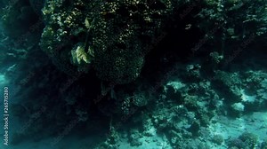 4k video made from the submarine of beautiful underwater landscapes. Coral reef and swimming tropical fishes