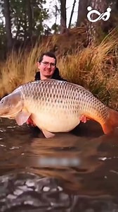 79K views · 330 reactions | Cơn Đại Hồng Thủy Mang Tên Cá Chép #reels2025 #review #FREE #fpy #trendingreelsvideo #viralreelsfb #reelsfypシ #reelsvideoシ | Chuyện Công Sở | Facebook