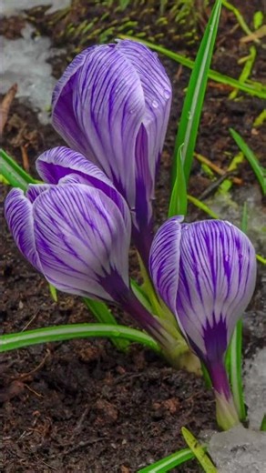 First Breath of Spring: The Magic of Crocuses #springflowers #naturelovers #aesthetics