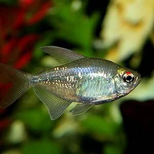 Diamond Tetra (Pack of 6 Fish) - Aquarium Exotic Freshwater Live Fish