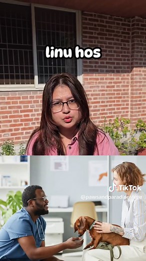 Essential Tips for New Pet Owners: Setting Up Your Pup for Success