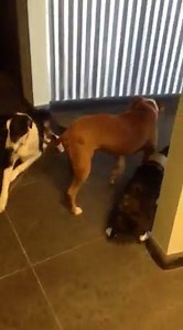 1.8K views · 106 reactions | Brinlee 11 month old female corgix. Meeting new friends. Interested in adopting? Please read our FAQs under the corgi in reading glasses pinned to the top of the page | Celtic Corgi Rescue | Facebook