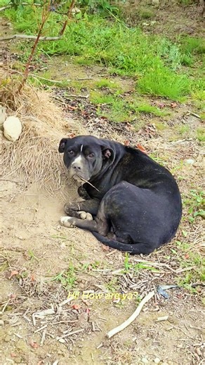 982K views · 10K reactions | She’s so wiggly now! (: @shey.shey_west.coast, @rapsociety) | The Dodo | Facebook