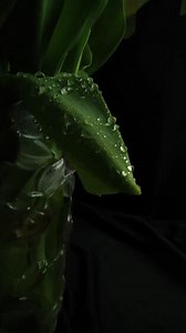 Download tulip leaves, wet leaves, drops on flower leaves for free