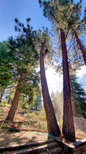A Day of Felling Giant Dead Trees in the USA