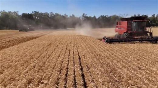 When the chaser bin driver has a drone and gets some good footage. @caseihaus @case_ih @dust.n.diesel @myrvinelsley @simon_186 | Elsley Harvesting and Earthmoving Contracting.