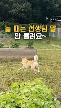 I can't hear the teacher when I'm playing~ #DogLifeTurnaround_Chorong