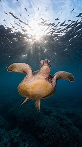 Do turtles get high from eating jellyfish? 🐢🪼 Short answer: no. Long answer: it’s a myth that keeps floating around. Some jellyfish do contain toxins, and leatherback turtles in particular eat a LOT of them. But turtles haven’t evolved to get “high” from jellyfish. They’ve evolved to tolerate them. Their bodies are built to handle the stings and toxins without it affecting their behaviour in the way people imagine. So what do turtles actually eat? It depends on the species and their age. Green