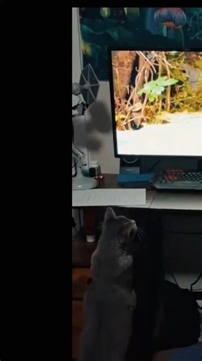 Cats reacting to Cat Tv