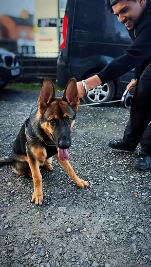 6mth German Shepherd stopped by for some raw and natural treats, come and check us out! | Star Quality Raw