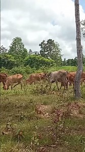 They are Cows