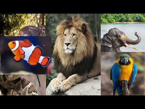 classification des animaux (1 AC) تصنيف الحيوانات