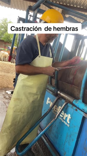 Understanding Female Cow Castration Procedures