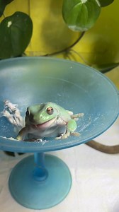 All of that to eat one cricket 😂 #hoppinhelp #whitestreefrog #treefrog #frog #frogs #frogsofinstagram | Hopp'in Help