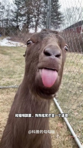 Why do goats stick out their tongues? #AnimalFacts #Goat