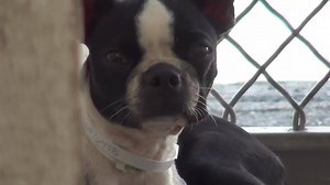 7.8K views · 392 reactions | DELILAH, LOLA and baby RAMBO were...