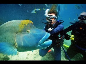 Finding Nemo - The Great Barrier Reef, Australia