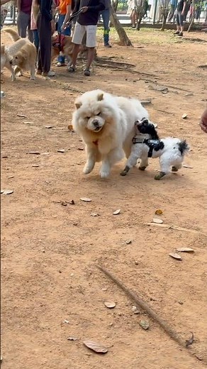 Cutest dog fight 🐶🐾 #puppy #chowchow #cute #trendingshorts #viralshorts #poodle #funny #dogshorts