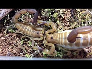 Compilation of Scorpion Mating