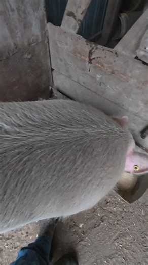 Guess who moved her feeder again. Yep, Daisy Girl! #abchomestead #homestead #pig #showpigs | ABC Homestead