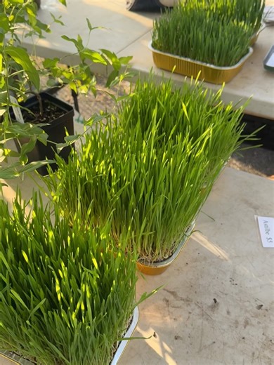 Cobblestone Farmers Market on Reels