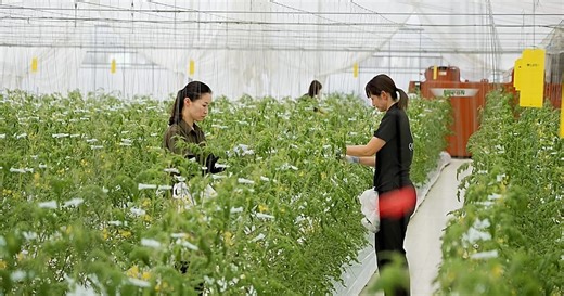 How Japan’s food tech innovations target global food security challenges | Africanews
