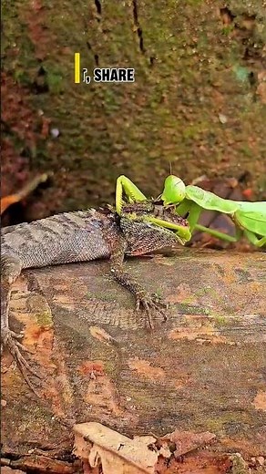 The Roar of Wrath #grasshopper #battle #animals #wildlife