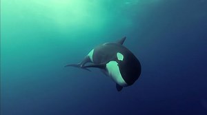 Underwater Cameras Capture Incredible Footage of Killer Whales at Play