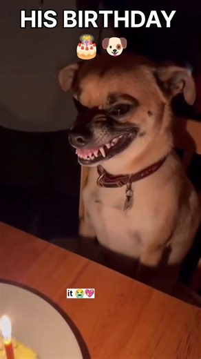 Cute Dog Birthday Party 🎂🐶 | Funniest & Sweetest Moment Ever 😂💖 #shorts