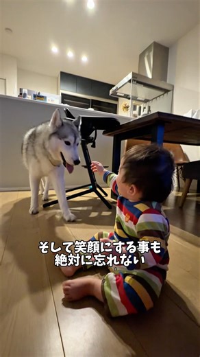赤ちゃんを幸せにする事に命をかけてるハスキー#ハスキン#シベリアンハスキー#犬と赤ちゃん#子守り #赤ちゃん