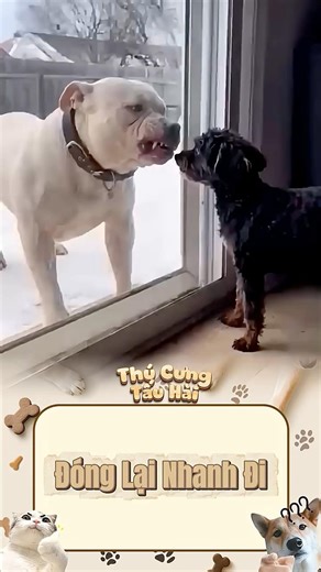 Muốn Đổi Boss Thì Nói #thucung #Pet #dongvathaihuoc