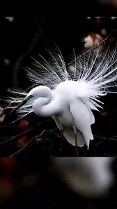 Great Egret (大白鹭,Ardea alba) is displaying its breeding plumage. They are widespread and fairly common across the globe. ❤何平 ❤❤❤ #China #nature #birds #wildlife #travel #peace #beauty #beautiful #love | Lin hillside
