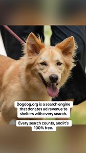 14 reactions | Make the switch from google to DogDog, start making a difference. Dogdog.org #shelterdog #hope #rescuedog #adoptdontshop #nodogleftbehind | DogDog - the search engine that saves dogs | Facebook