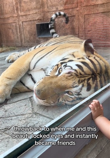 not a word spoken, just felt like a genuine real-time connection ♡ i love animals so much • #tiger #animallover #animals #beauty #moment •