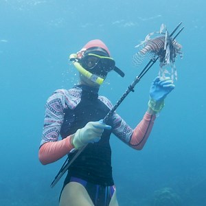 870K views · 254 reactions | Without any natural predators, invasive lionfish populations grow unchecked and wreak havoc on marine ecosystems. Watch free divers hunt these poisonous fish. | NOVA l PBS | Facebook
