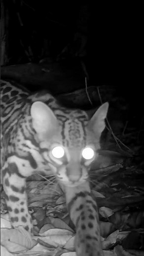 Up Close with an Ocelot #trailcam