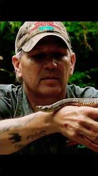 Bare Handed snake handling #snake #snakerescue #shorts