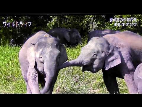 ボルネオゾウ