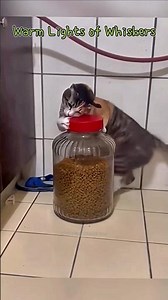 Warm Lights of Whiskers