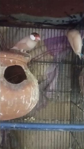 Fawn Java pair breeder pair