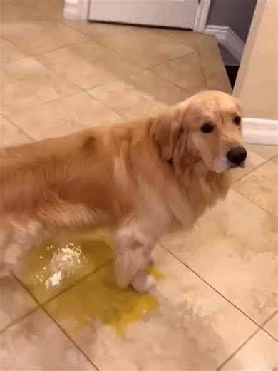 Funny Golden Retriever Moments That Will Make You Laugh