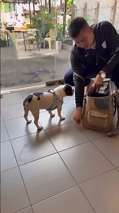 Bigger don’t want to go back home #buddypet #petshub #petcareprovider #pets #petcenter #shorts