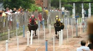 184K views · 8.4K reactions | Desafio no Camará (Fadon Fantastic HRZ x Charlotte Secrets) Vitória de Charllote Secrets #horse #racing #racinghorse #cavalo #corridadecavalo #eunaabqm #qmvelocidade #abqm #aqha #quarterhorse #haras #quartodemilha #eua #usa #haras #bruto #brasil #qm #caballos #caballosdecarreras #cavalos #horses #corrida #vaquejada #vaquejadanaveia #losalamitos #losalamitosracecourse #3tambores #barrelracing | Notícias do Quarto de Milha e PSI | Facebook