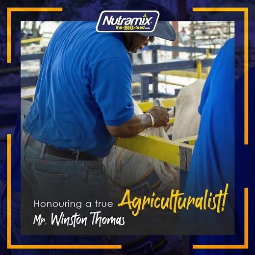 26 reactions · 8 comments | true Stalwart in Jamaica’s agro-livestock industry, Mr. Winston Thomas has contributed more than just his time, energy, and effort. He has contributed his expertise and knowledge to a constantly changing environment and supporting all his farmers by being RIGHT HERE with them. Help us to congratulate Winston on being awarded the Agriculturalist Impact Award for 2023!  #farmnutramix #growtogether #alwaysrighthere | Nutramix | Facebook