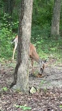 Doe and Fawn hitting the feed block.