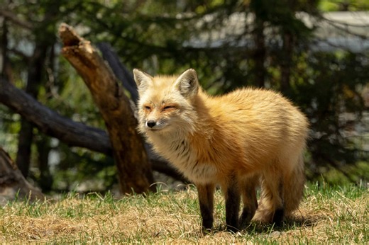 Fox Population by Country 2026