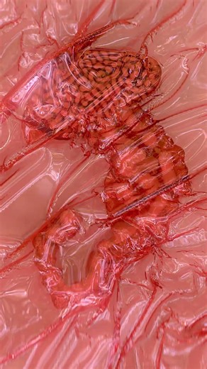 Chestburster - Mardini 2026 #houdini #3danimation #alien #mardini #digitalart