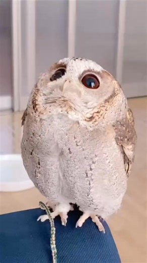 104 reactions · 4 comments | Chirol the owl will make your day better, he is so curious and he loves to take baths!  | OWL POWER | Facebook